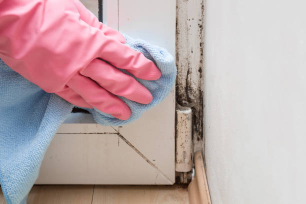 Best Mold Damage Repair  in USA